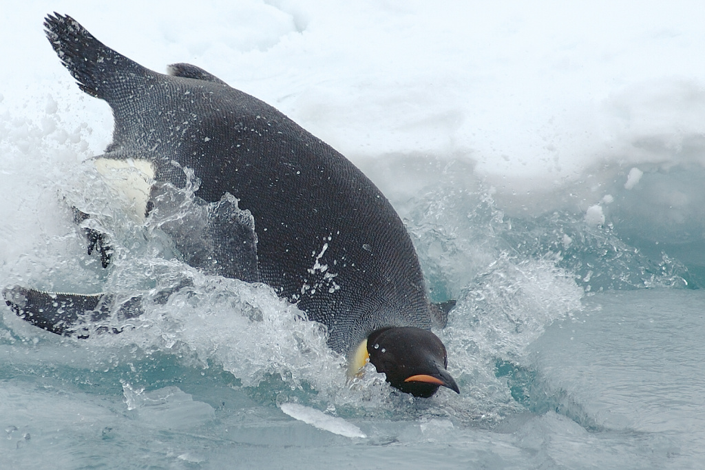 Tučňák císařský může zadržet dech až na 20 minut a ponořit se do hloubky přes 550 metrů.