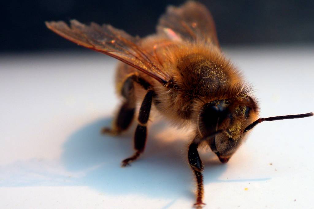 Co dělá včela v noci?