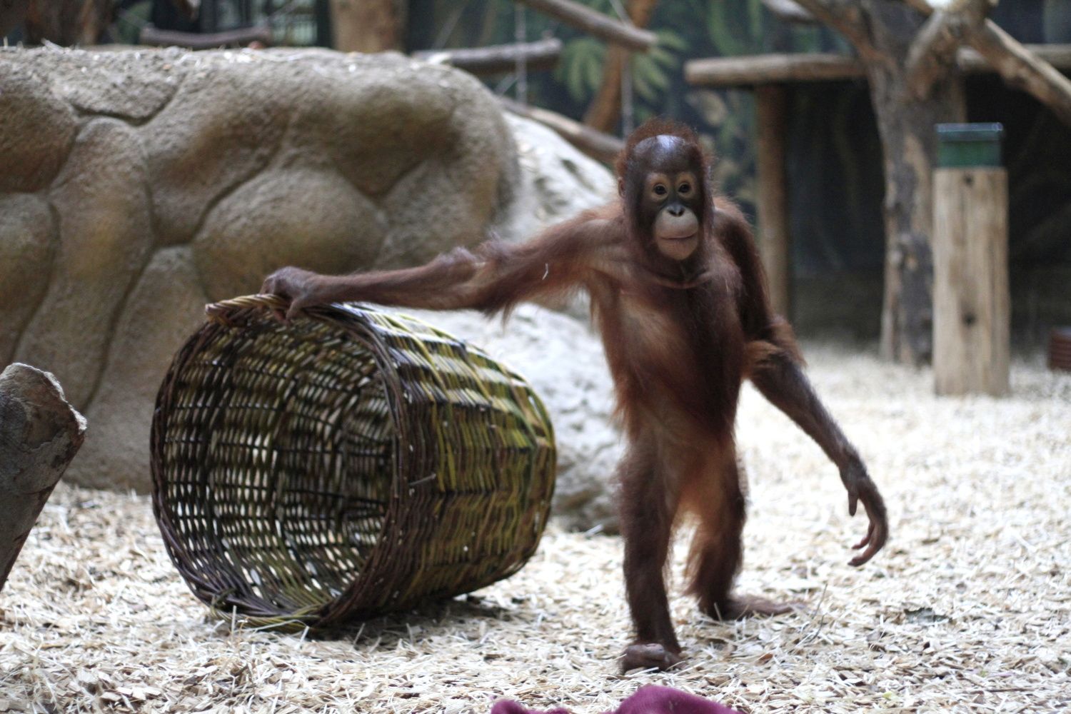 Orangutani v ZOO Dvůr Králové nad Labem