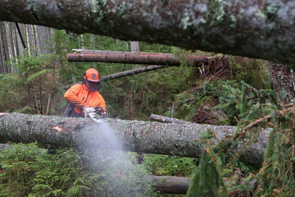 Dřevorubci na Šumavě odstraňují desítky tisíc kubíků polomového dříví po srpnové vichřici.