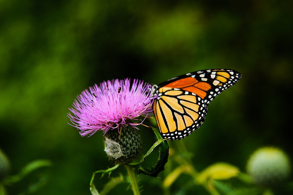 Motýle (ilustrační foto)