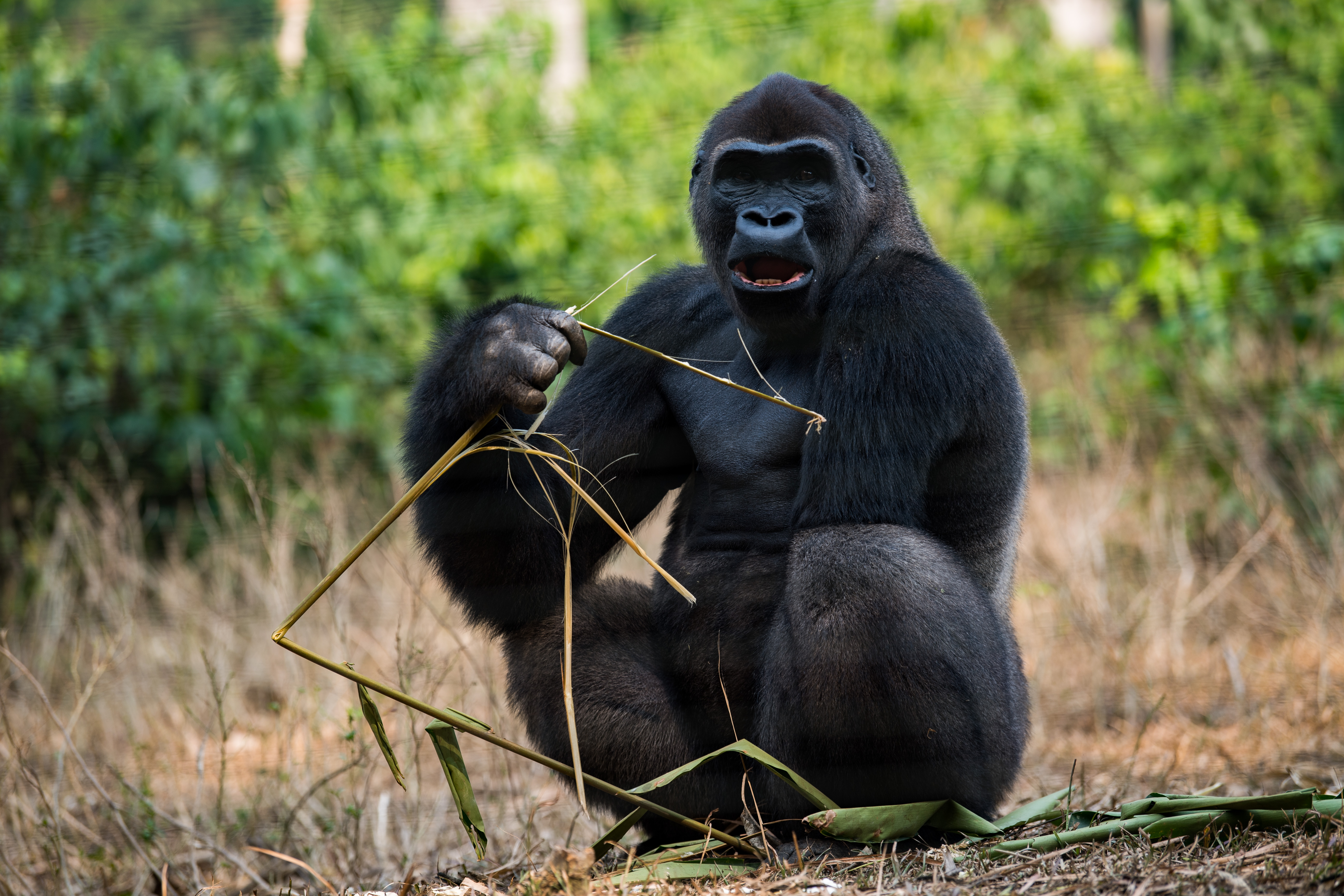 Gorila v záchranné stanici v Méfou