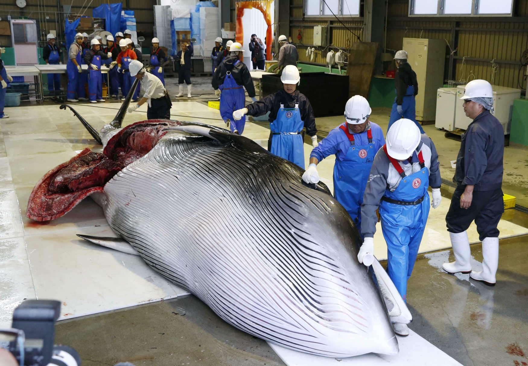 Lov velryb v Japonsku