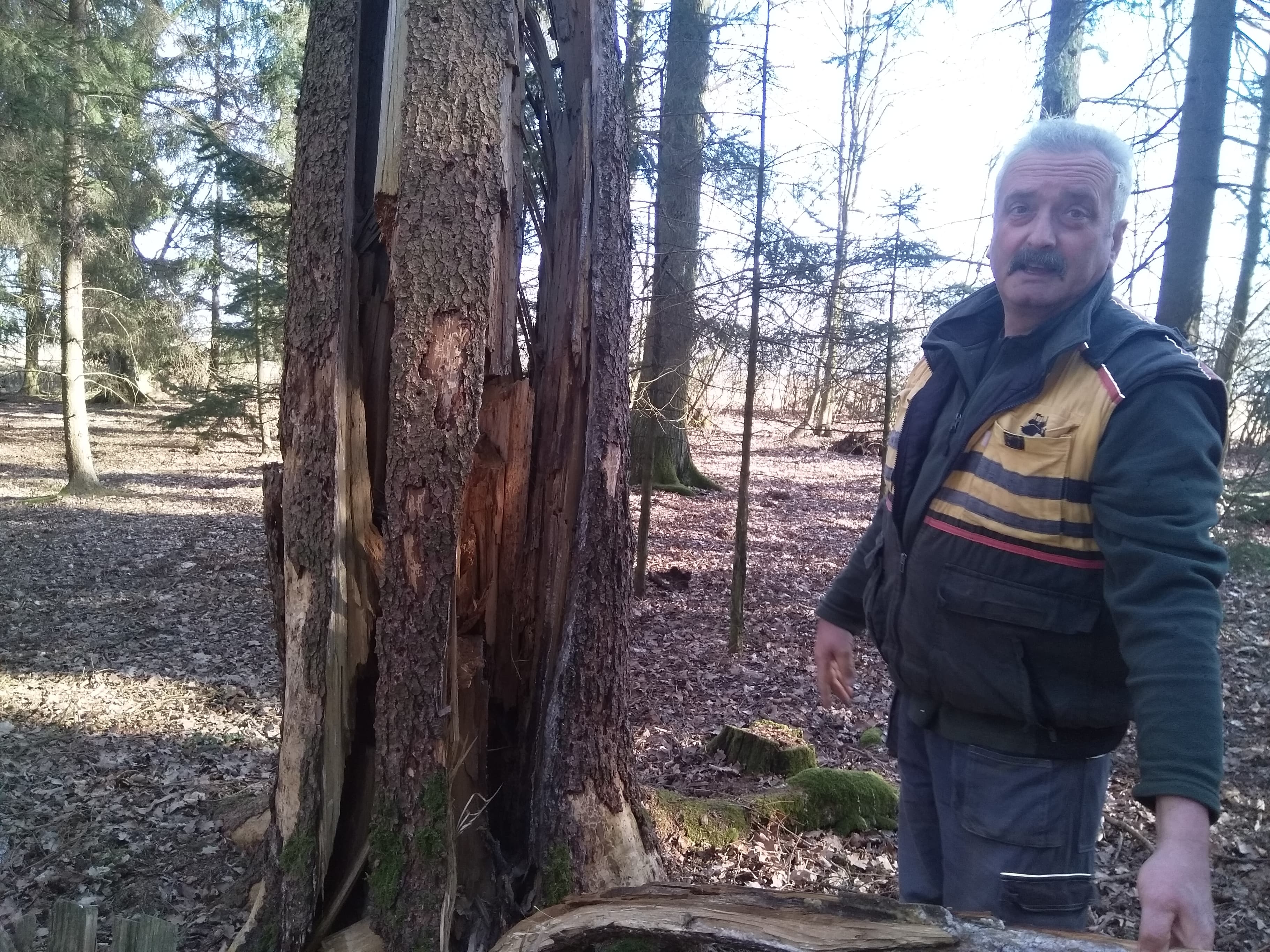 Kůrovec řádí v jihočeských lesích stále víc. Zdeněk Šmíd, který vlastní celkem osm hektarů, má až třetinu napadenou tímto škůdcem