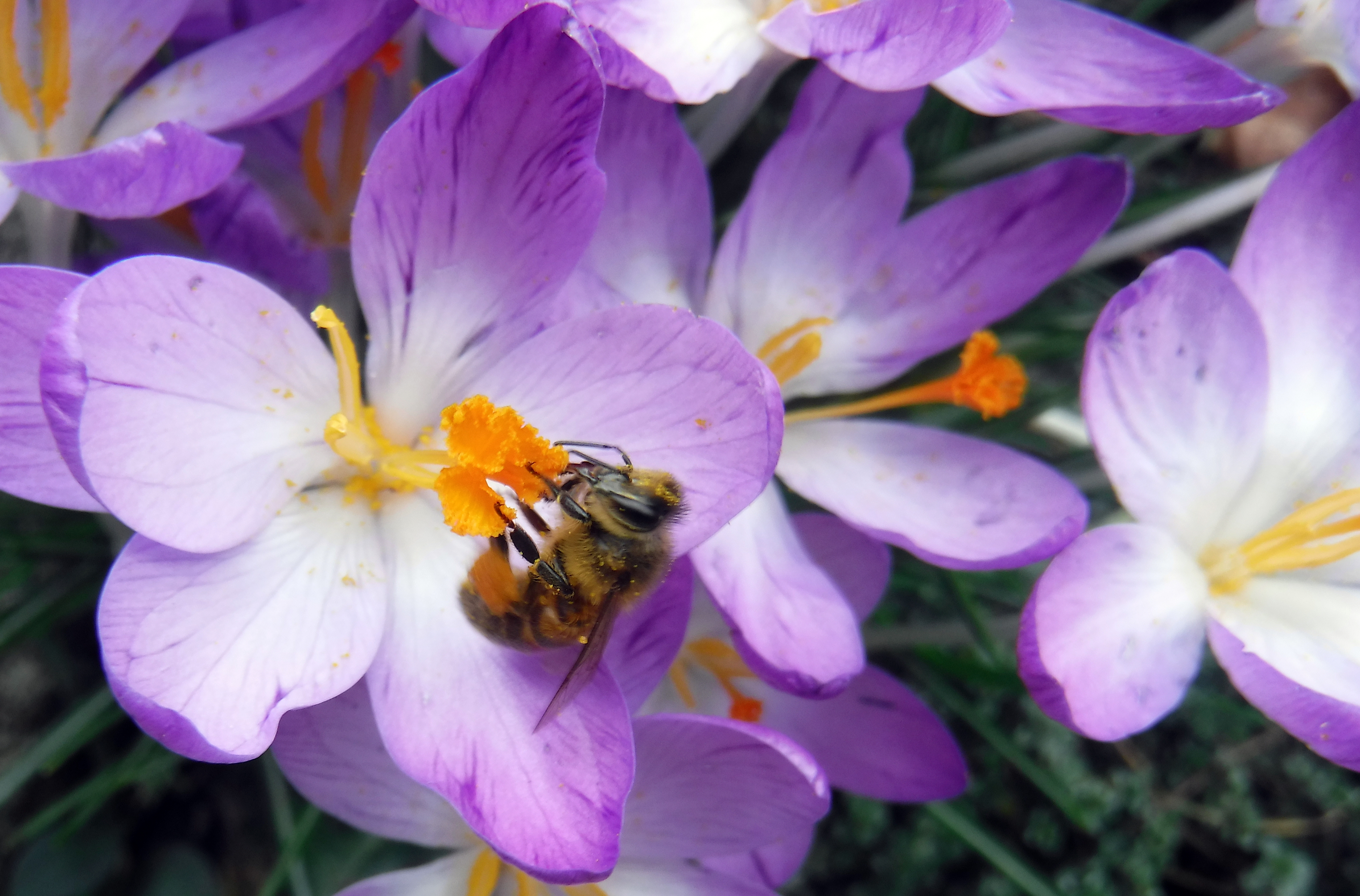 Jaro, včela a šafrán