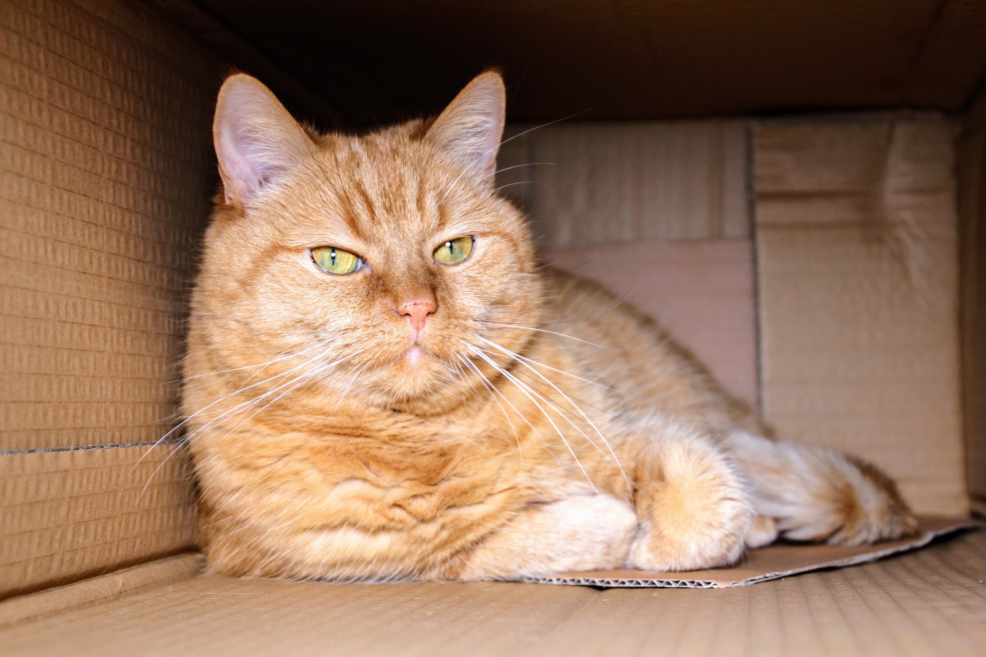 V krabici je kočka spokojená