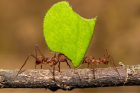 Mravenci střihači při práci