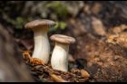 Hlíva máčková neboli královská (Pleurotus eryngii)