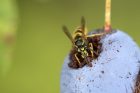 Vosa (Vespula vulgaris) hoduje na švestce