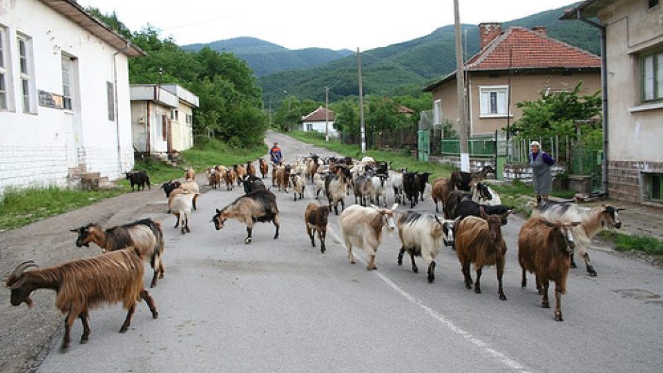 Kozy, Bela Rečka (Bulharsko)