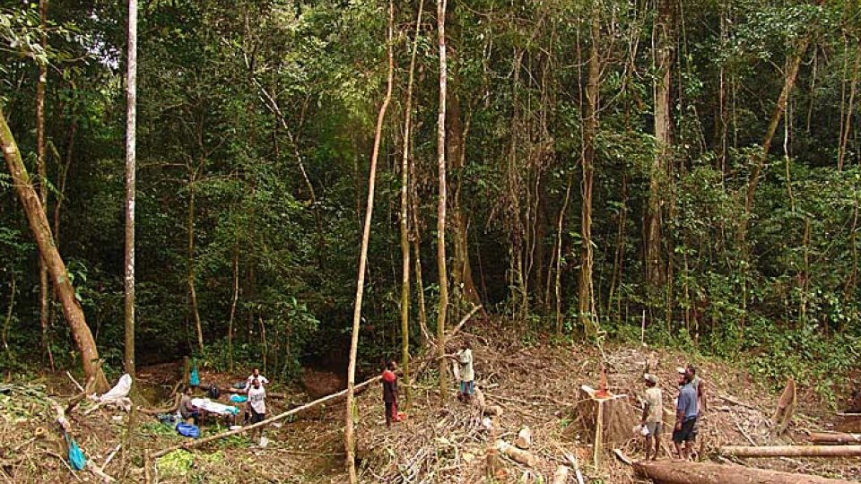 Těžba dřeva v tropickém pralese Papuy-Nové Guiney