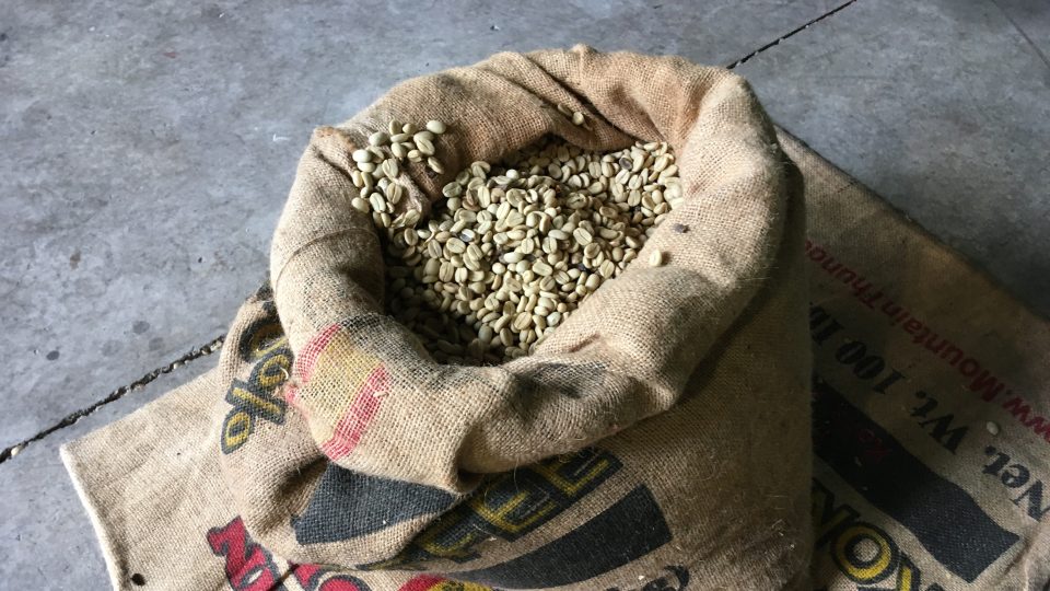 Čerstvá kávová zrna nachystaná na zpracování.JPG