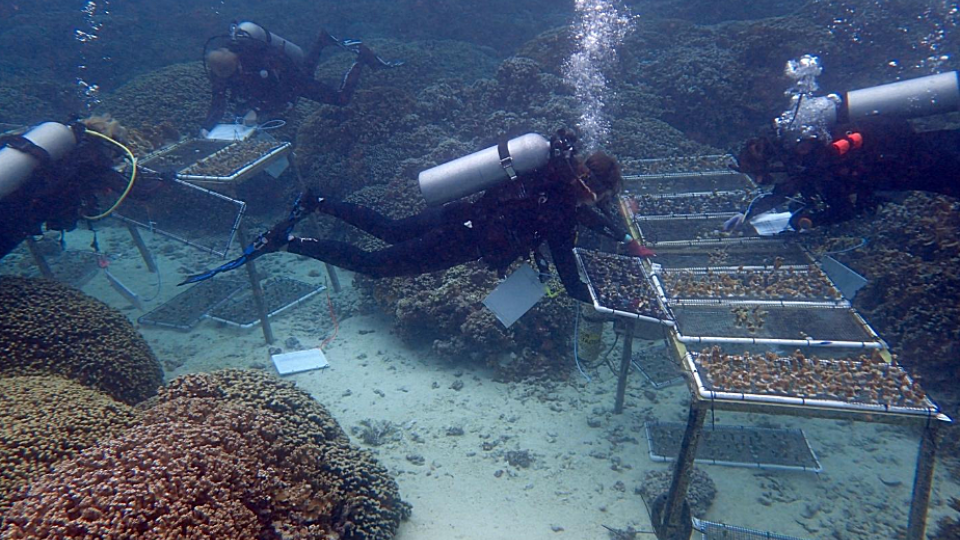 Podvodní laboratoř, kde vědci z týmu Ruth Gates chovají koráli v přirozených podmínkách.