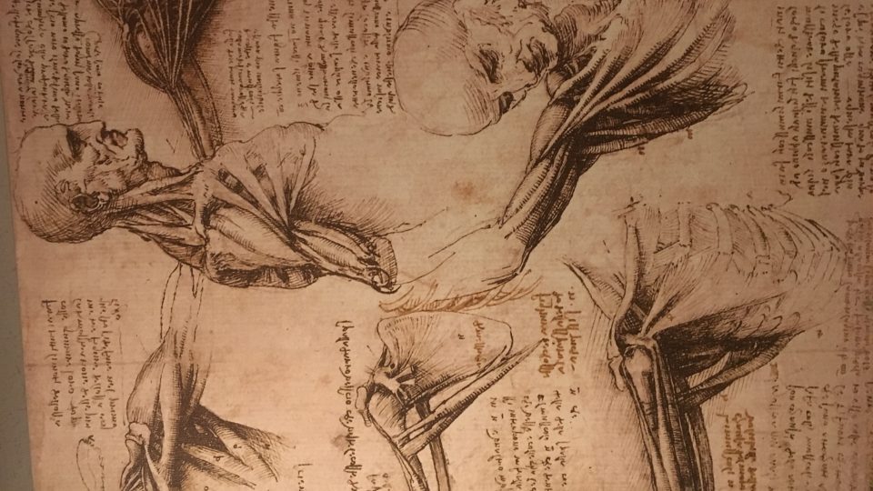 Původně se da Vinci vrhnul do studia anatomie v rámci zpřesnění svých uměleckých produkcí