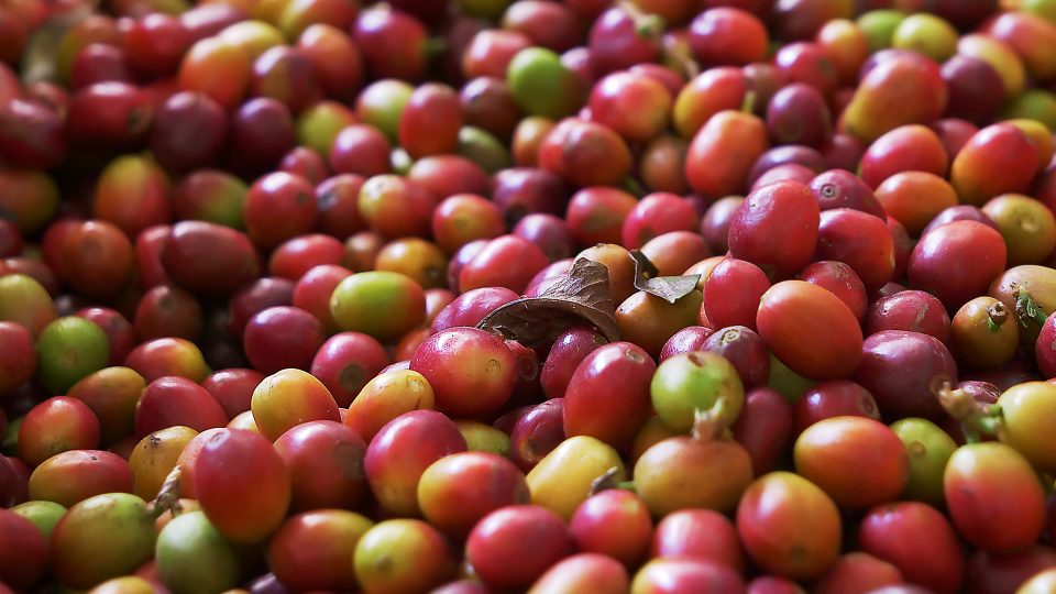 Kávové třešně, které se musí odslupkovat, aby vydaly kávová zrna