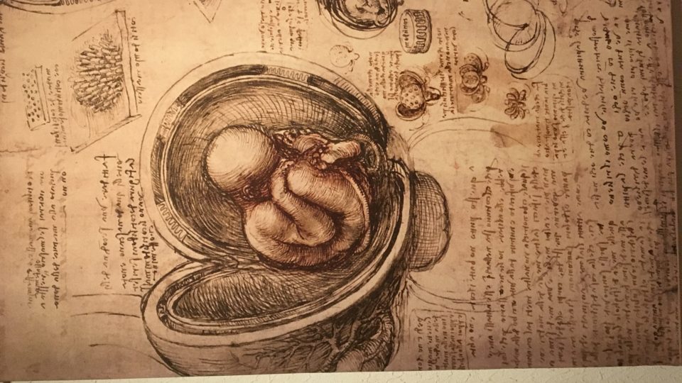 Leonardova studie plodu v děloze