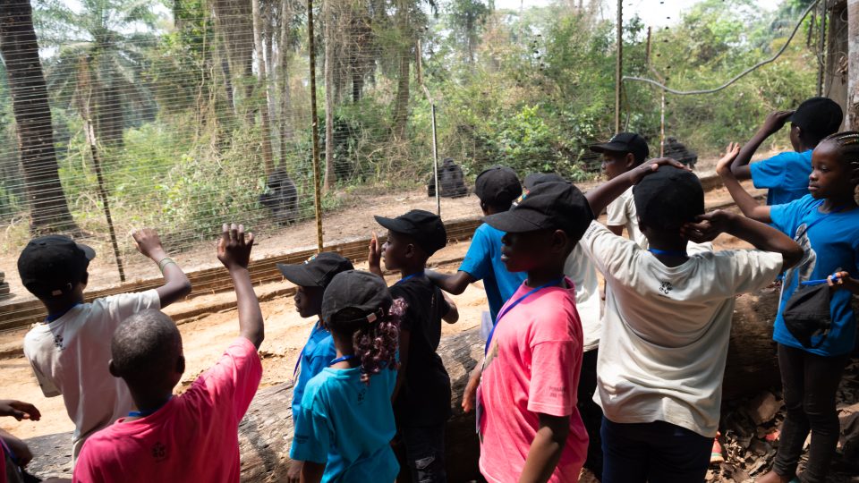 Děti, které se účastnily jízdy Toulavého autobusu, pozorují gorily v záchranné stanici v Méfou. Viděly je poprvé v životě