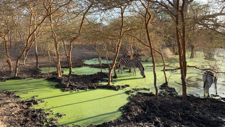 Zebry v parku Bandia