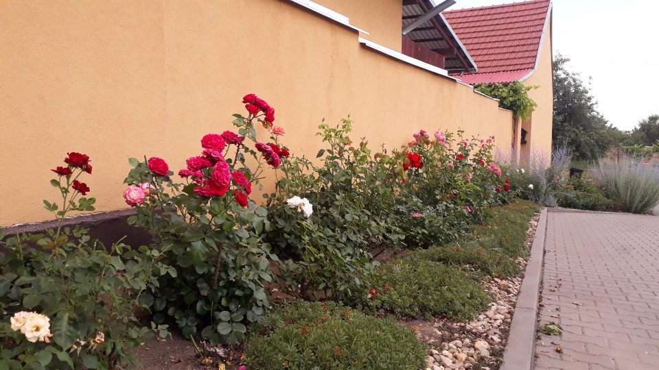 V Šakvicích místo krátkých trávníků raději sázejí růže