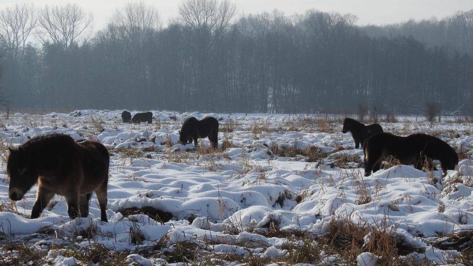 Divocí koně a pratuři v ptačím parku Josefovské louky u Jaroměře obývají teď společný prostor