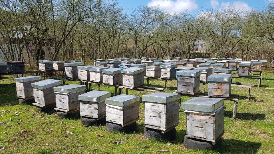 Láličank Seviányová se včelařství věnuje už 10 let
