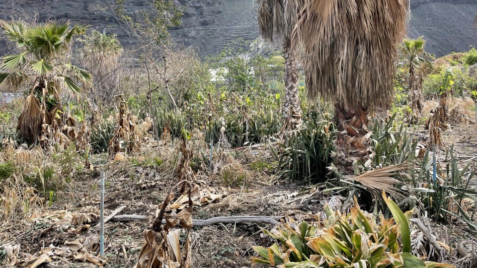 Zemědělci stále sčítají škody a bojují s nánosy vulkanického popela