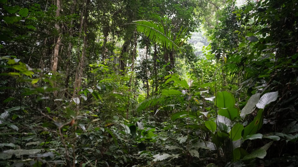 Tropický deštný prales. Vhodné prostředí pro gorily