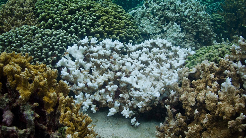 Pohled na část korálového útesu s různě vybělenými koráli..png