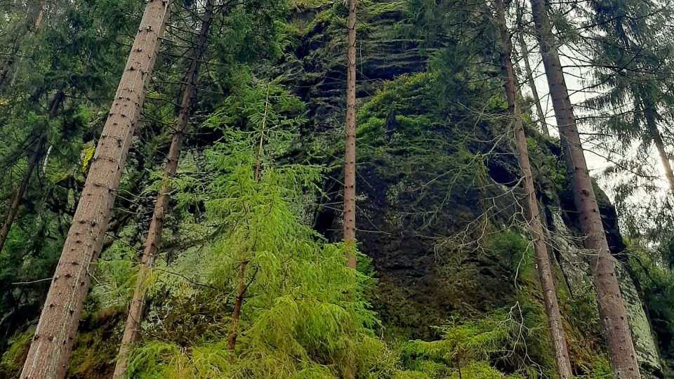 Národní park České Švýcarsko jen rok po obrovském požáru