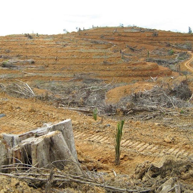 Plantáž palmy olejné | foto: Stanislav Lhota