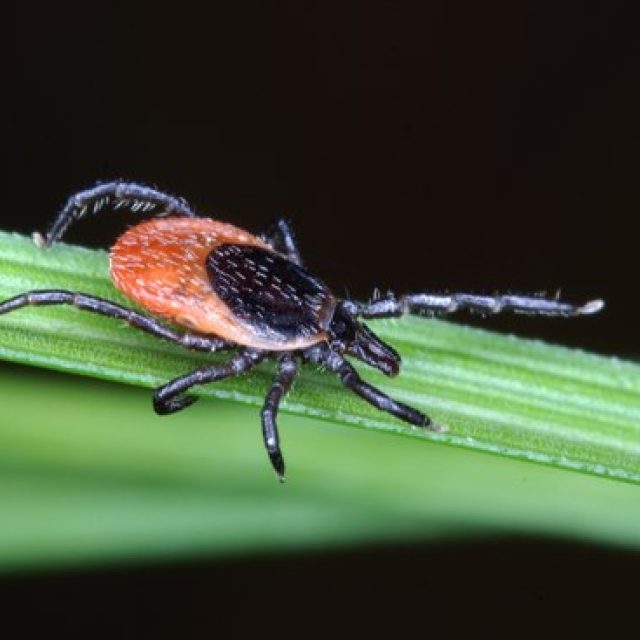 Klíště obecné | foto: Ondřej Hajdušek
