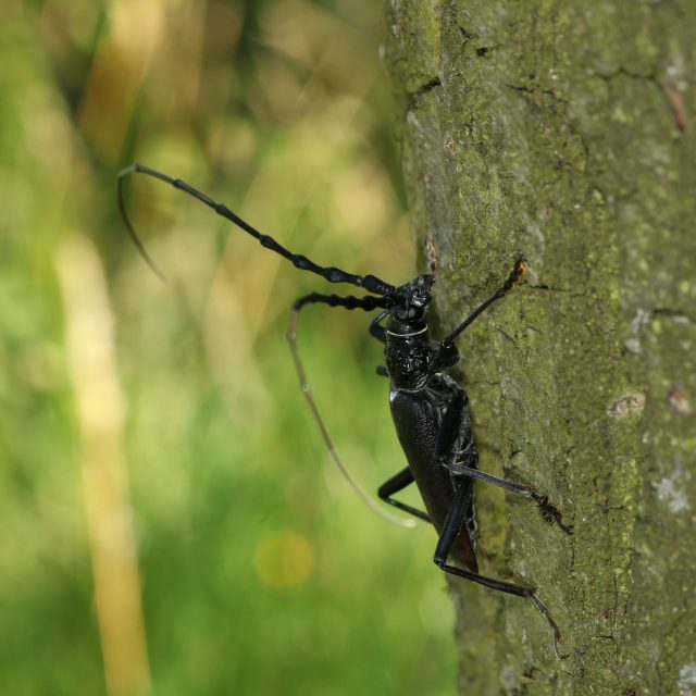 Tesařík obrovský  (Cerambyx cerdo). Navzdory druhovému epitetu není naším úplně největším. Má rád duby od obrovských ozdob hrází rybníků po pokroucené houževnatce výslunných strání. Oba dva typy dubů i s tesaříky pořád můžeme najít na jižní Moravě,  Třeboňs | foto: Stanislav Krejčík
