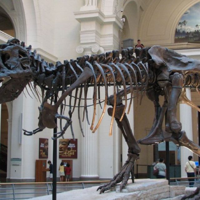 Největší kostra tyranosauří samičky Sue z přírodovědeckého muzea Field v Chicagu | foto: Steve Richmond,   CC BY 2.0