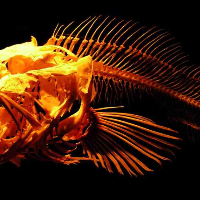 Kostra ryby,  ilustrační foto | foto: Stock Exchange,  Stephen Coburn