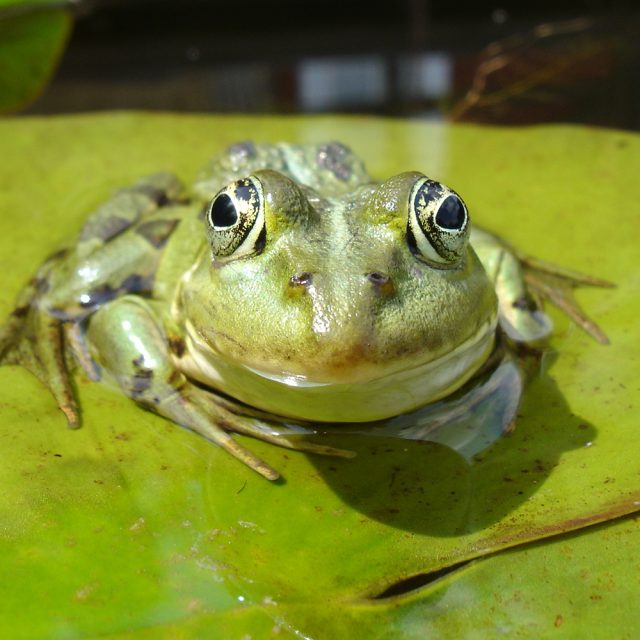 Skokan zelený | foto: licence Creative Commons Attribution 3.0 Unported,   Grand-Duc