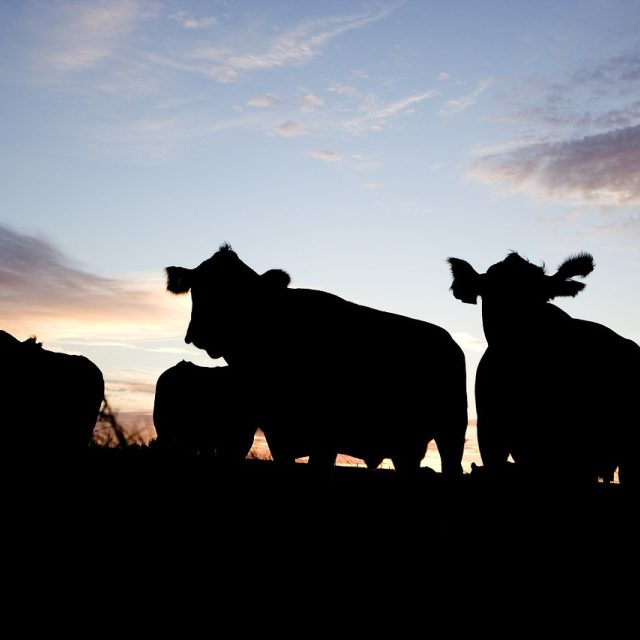 Farmář v zahraničí má mnohem snazší přístup k výrobě a také má menší legislativní omezení | foto: Fotobanka Pixabay