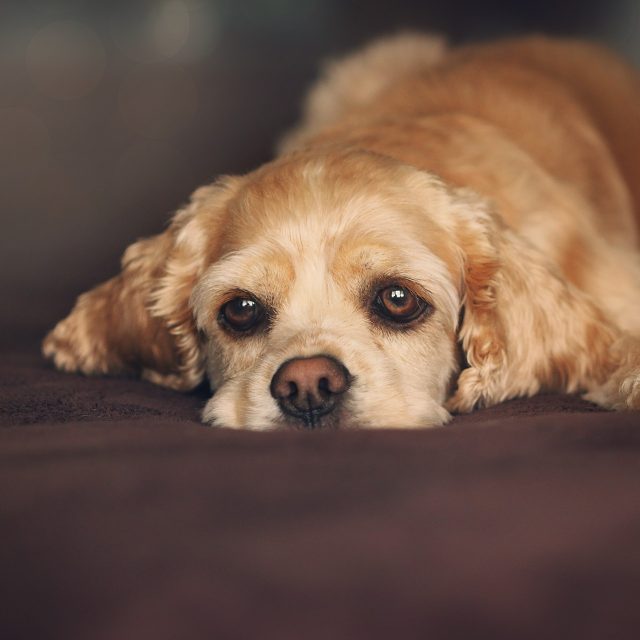 Roztomilé psí výrazy podpořilo i šlechtění | foto: Esudroff pixabay.com