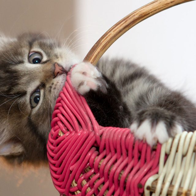 kočka | foto:  pixabay.com