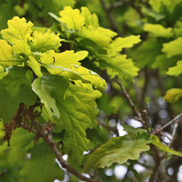 ilustrační foto | foto: Ludmila Opltová,  Český rozhlas