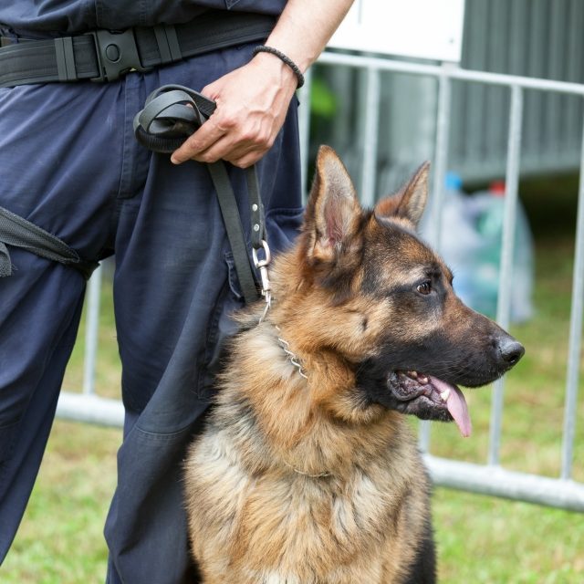 Policejní psovod s německým ovčákem | foto: Profimedia