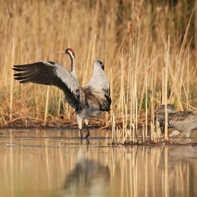 Mokřad v Česku,  | foto: Plzeňský kraj