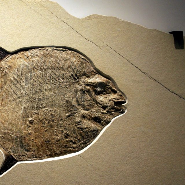 Fosilie objevené v Severní Dakotě pomohly vědcům identifikovat několik do té doby zcela neznámých druhů ryb  (ilustrační foto) | foto: Pixnio,  CC0 1.0