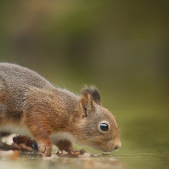 Vodu využijí vedle ptáků také třeba ježci,  veverky nebo někteří brouci | foto: pxhere,  CC0 1.0