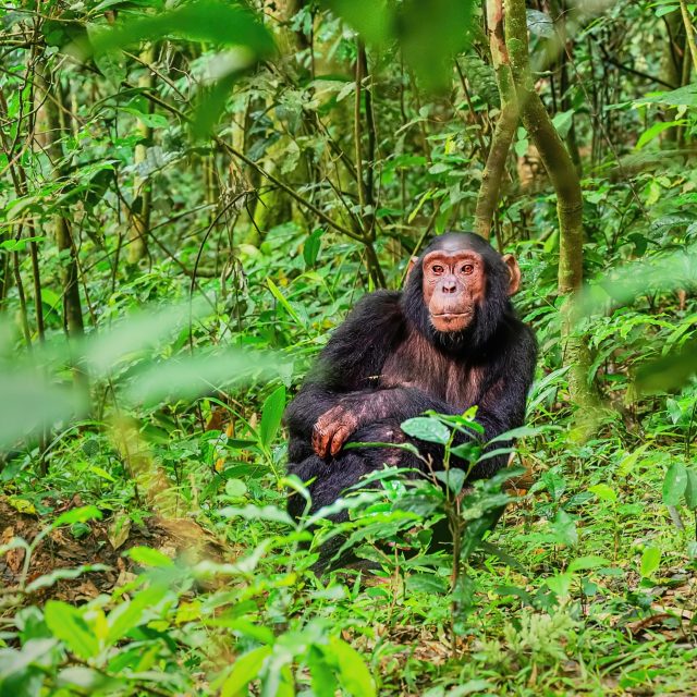Kibale - šimpanz učenlivý v Ugandě | foto: Lucie Zemanová