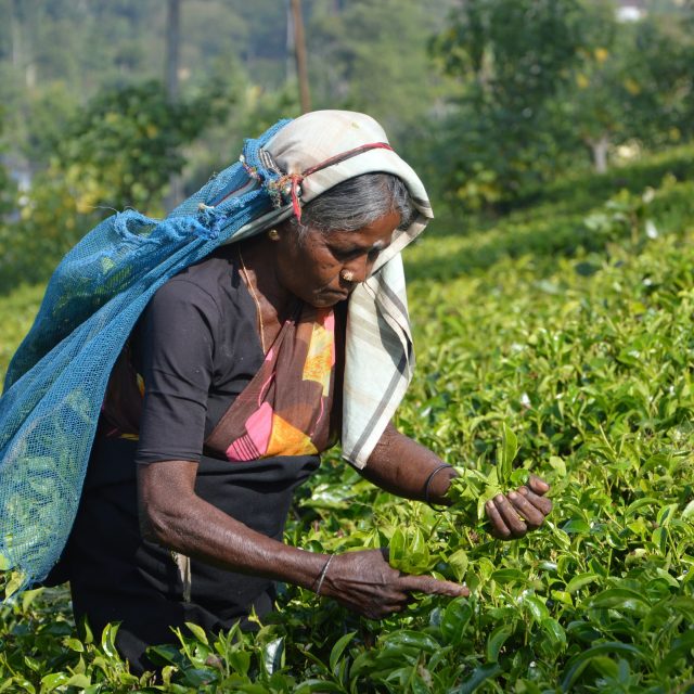 Organizace spojených národů varovala,  že Srí Lance hrozí humanitární krize. Tamní vláda chce dnem volna motivovat své obyvatele k zemědělským aktivitám a bojovat tak proti možnému nedostatku potravin  (ilustrační snímek) | foto: Asantha Abeysooriya,  Unsplash,  Licence Unsplash