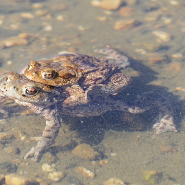 Obojživelníci migrují mezi vodními plochami,  aby se mohli pářit | foto: Ivana Sedláčková,  Český rozhlas