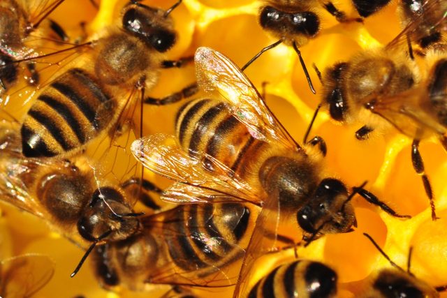 „V posledních letech katastroficky mizí včely i další užitečný hmyz. Sedmina druhů včel a čmeláků už u nás vyhynula a skoro polovina je na seznamu ohrožených druhů, “ upozorňuje Vojtěch Kotecký | foto: Východočeské muzeum v Pardubicích
