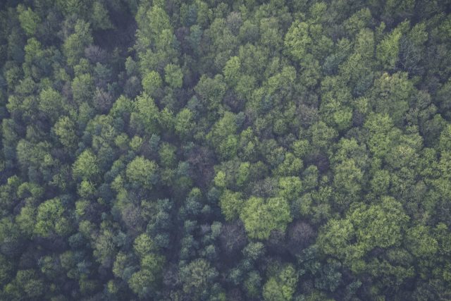 Evropský soud hrozí Polsku pokutou 100 tisíc eur denně za kácení Bělověžského pralesa | foto: Markus Spiske,  CC0 1.0