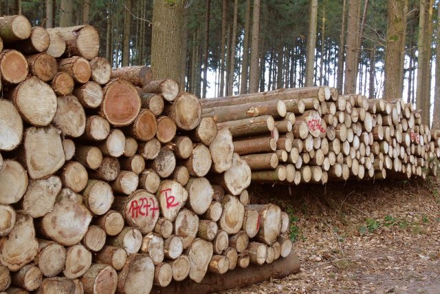 Těžba dřeva  (ilustr. obr.) | foto: Fotobanka Pixabay,  CC0 1.0