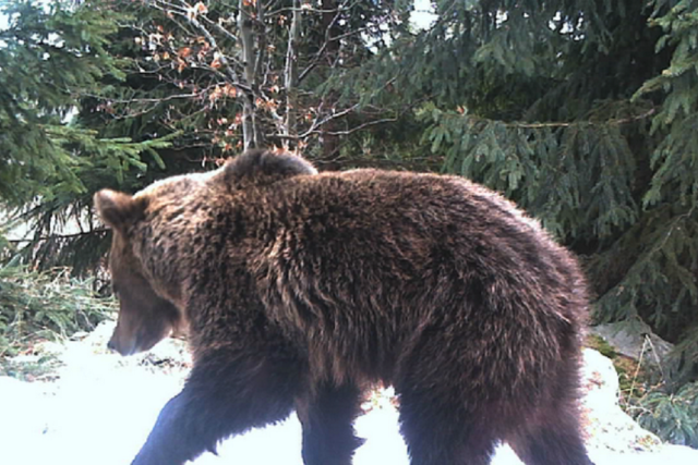Medvěd zachycený fotopastí | foto:  hnutí Duha